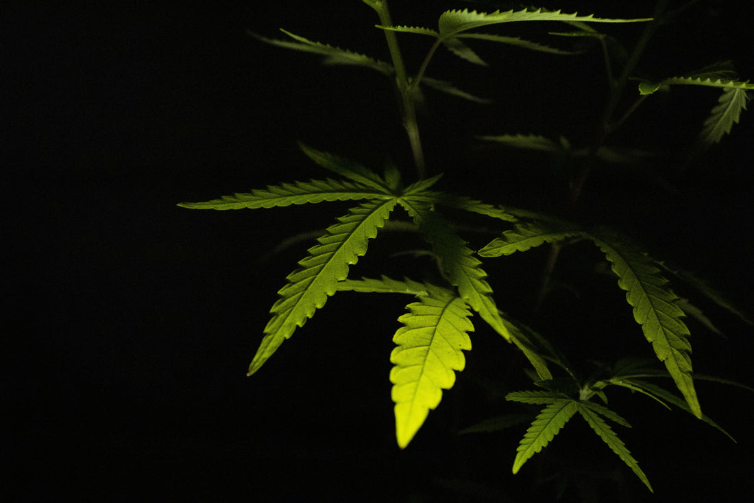 Warum CBD-Produkte in der Medizin immer mehr Anerkennung finden